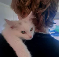 PERCY JACKSON - SHOW