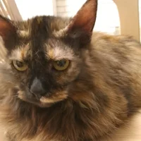 Snowy The Catnip Cat