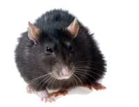 RAT ARMY