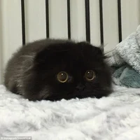 Kotik