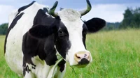 Sapi Sapi Edition
