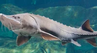 Sturgeon 