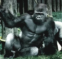 Gorila-Omar