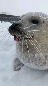 Sea doggo 