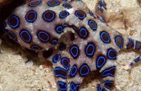 Blue ringed octopus 