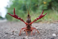 Crayfish 