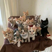 12 gatitos bebes