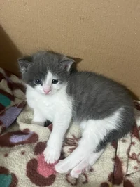 Smyrna_lovesCATS