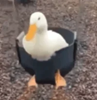 Kidnapper Duck