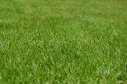 grass