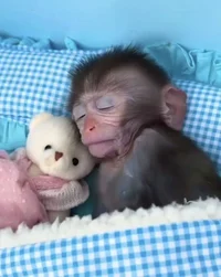 Pet monkey 