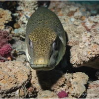 Eel