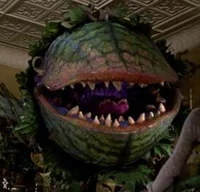 Audrey 2 LSOH