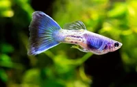 Guppy
