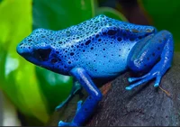 Blue poison frog 
