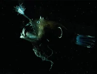 Anglerfish
