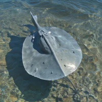 Stingray
