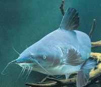 Catfish