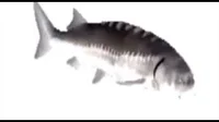 180p spinning fish