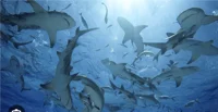 Shark group