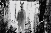 Bunny terror