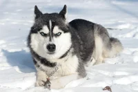 Husky dog