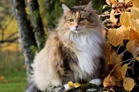 Norwegian forest cat