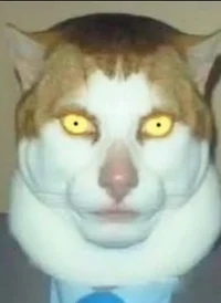 Suspicious cat