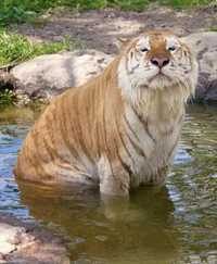 A chonky tiger