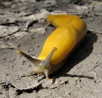 Banana slug