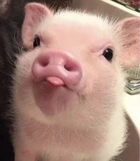 Piglet