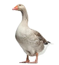 Goose