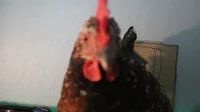 POLYGON THE CHICKEN