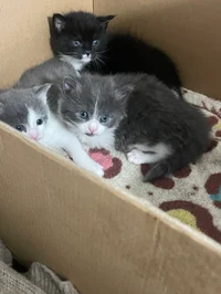 Kitty