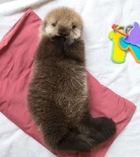 baby sea otter