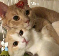 Chilumi but they cat