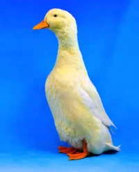 German Duck
