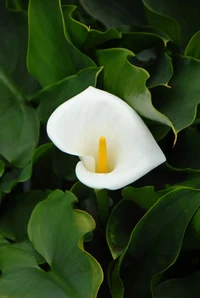 calla