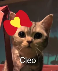 Cleo