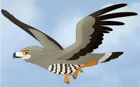 Mpishi  Harrier Hawk