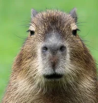 Capybara