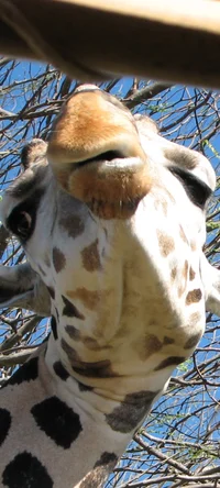 Douglas the Giraffe 