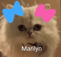 Marilyn