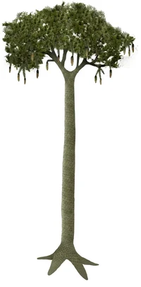 lepidodendron tree