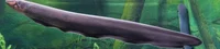 Electric eel
