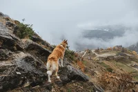 Akida