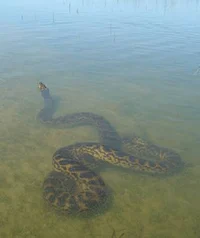 Anaconda 