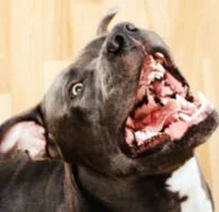 Very Violent Dog