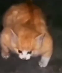 Buff Kitty