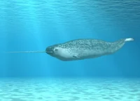 Narwhal 